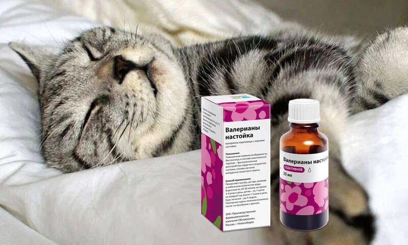 Валерьянка для кошек. Кот и валерьянка. Кошачья валерьянка. Почему коты так любят валерьянку. Валерьянка для кошек.
