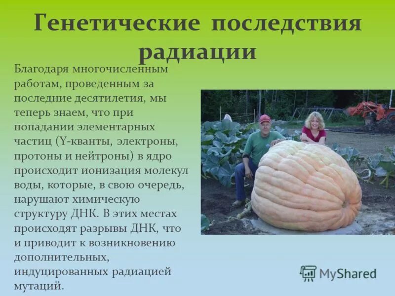 Тяжелый газ в 7 раз тяжелее воздуха радиоактивный. Действие радиоактивного излучения на биологический организм. Биологическое действие радиации. Биологическое воздействие радиоактивных излучений. Биологическое действие радиации на организм доклад.