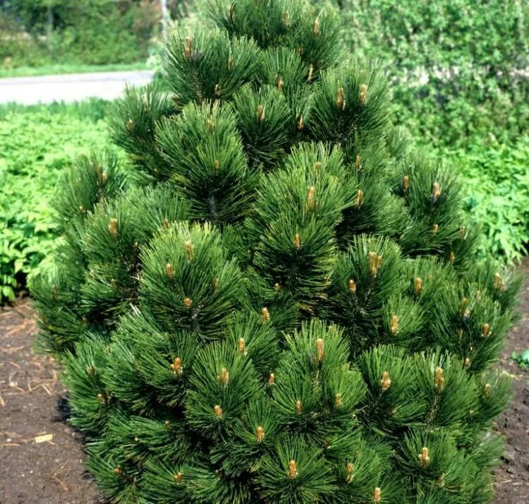 Pinus heldreichii. Сосна гельдрейха малинки. сосна гельдрейха боснийская. pinus heldreichii (сосна гельдрейха) &#039;satellit&#039;. сосна гельдрейха / белокорая айриш белл.