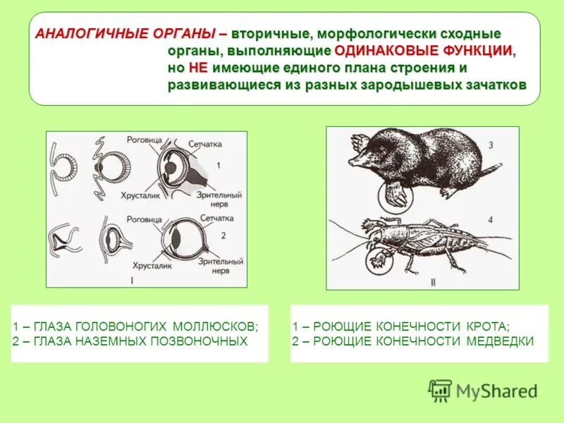 Органы сходные по функциям