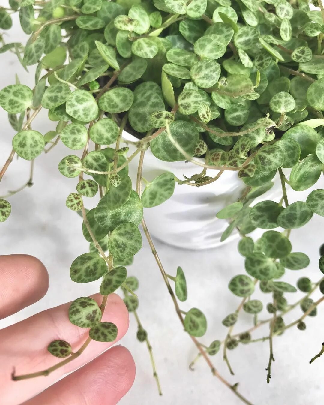 Пеперомия прострата. Пеперомия prostrata. пеперомия стелющаяся (peperomia prostrata). пеперомия монетолистная пеперомия прострата. пеперомия prostrata mini.