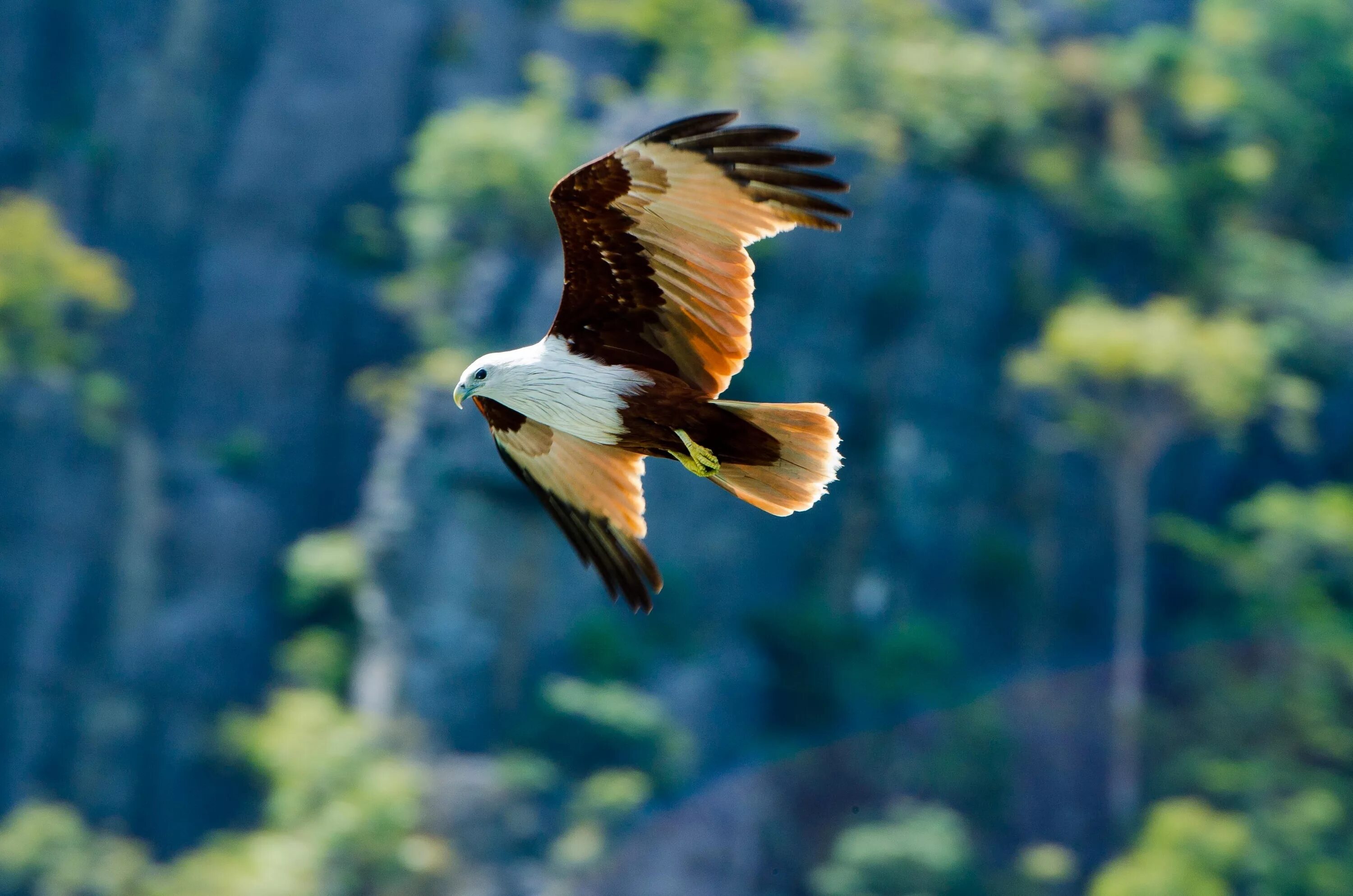 Полет птицы 4. Полет птицы 4. Клинохвостый орел и беркут. Парящий орел. Парящая птица.
