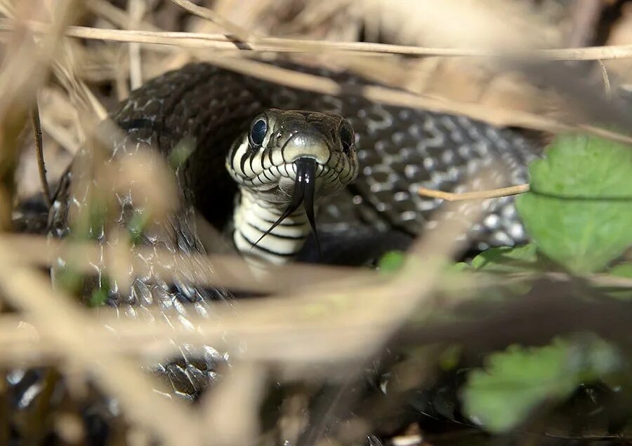 змея уж обыкновенный. год животных календарь славянский. славянский календарь шипящий уж характеристика. шипящий уж характеристика человека по славянскому. характеристика крадущегося лиса по славянскому календарю.