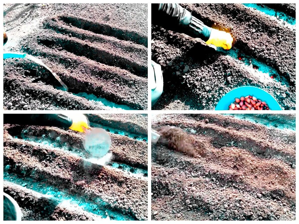 Обработка земли медным купоросом перед посадкой. Обработка семян перед посевом железным купоросом. Тюльпаны обработка трактором.