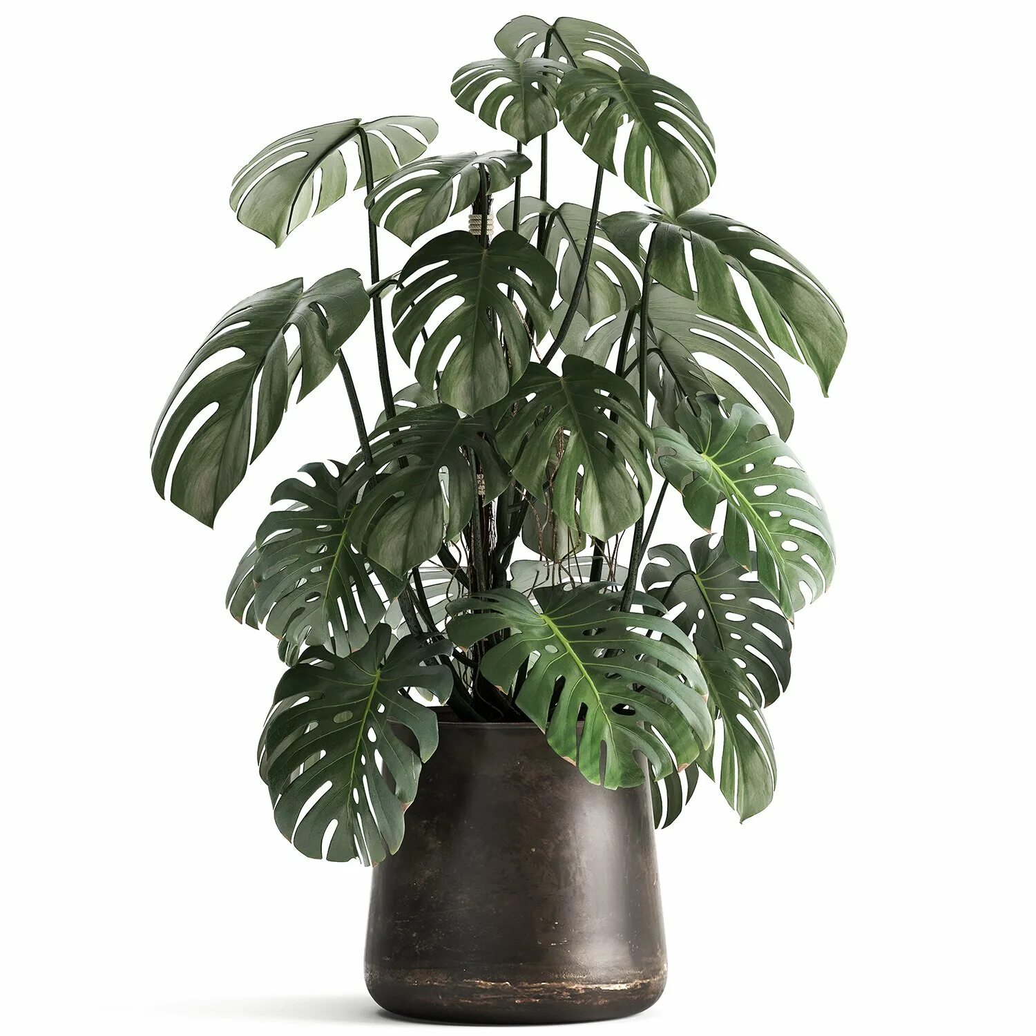 Монстера делициоза (monstera deliciosa). Монстера растение в горшке. Монстера делициоза d17/70. Большие комнатные цветы. Монстера эскилетто.