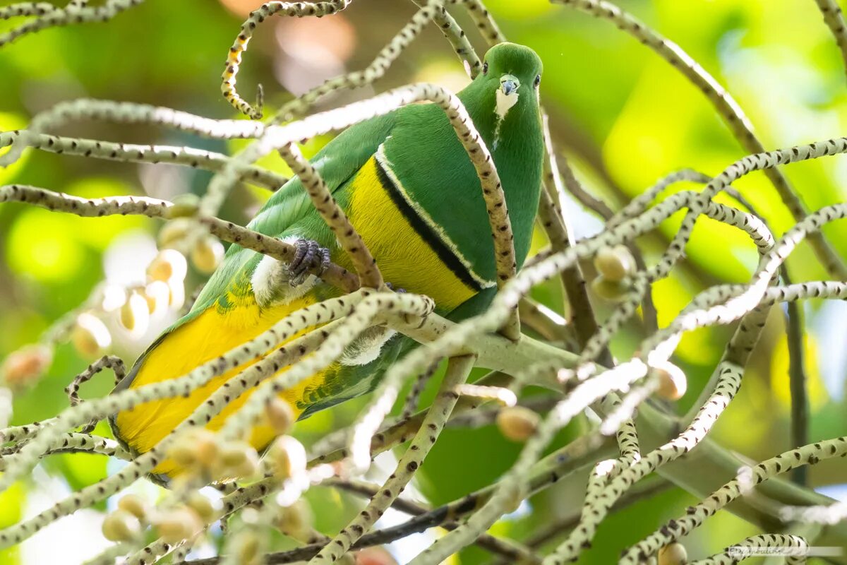 Кардиналовые овсянки. Крачка инка. Лофура птица. 10 самых необычных птиц. Китоглав птенцы.