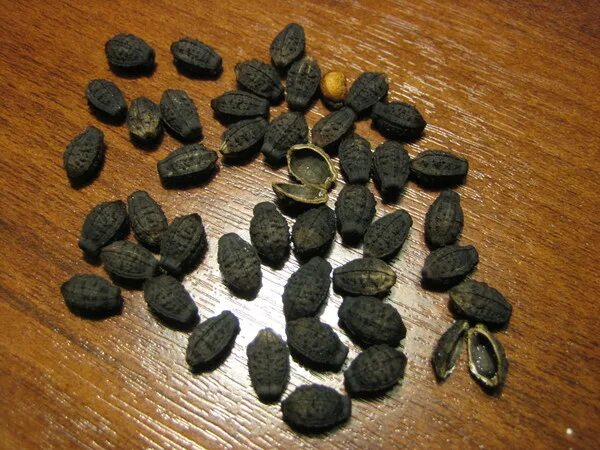 Lunaria annua Nature collection, Plant study, Medicinal plants