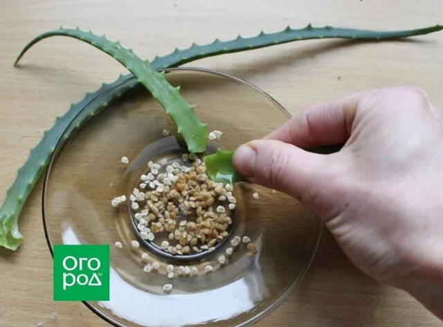 Сельдерей замачивание семян. Семена замоченные в молоке. Подготовка семян укропа. Замачивание семян сельдерея. Сельдерей замачивание семян.