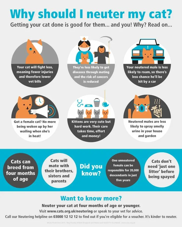 Who has a cat. World spay day. neuter. cats protection. facts about cats.