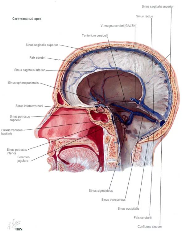 Синусы оболочек головного мозга. Верхний Сагиттальный синус твердой мозговой оболочки. Синусы твердой оболочки головного мозга анатомия. Сигмовидный синус твердой оболочки. Пазухи твердой мозговой оболочки анатомия.