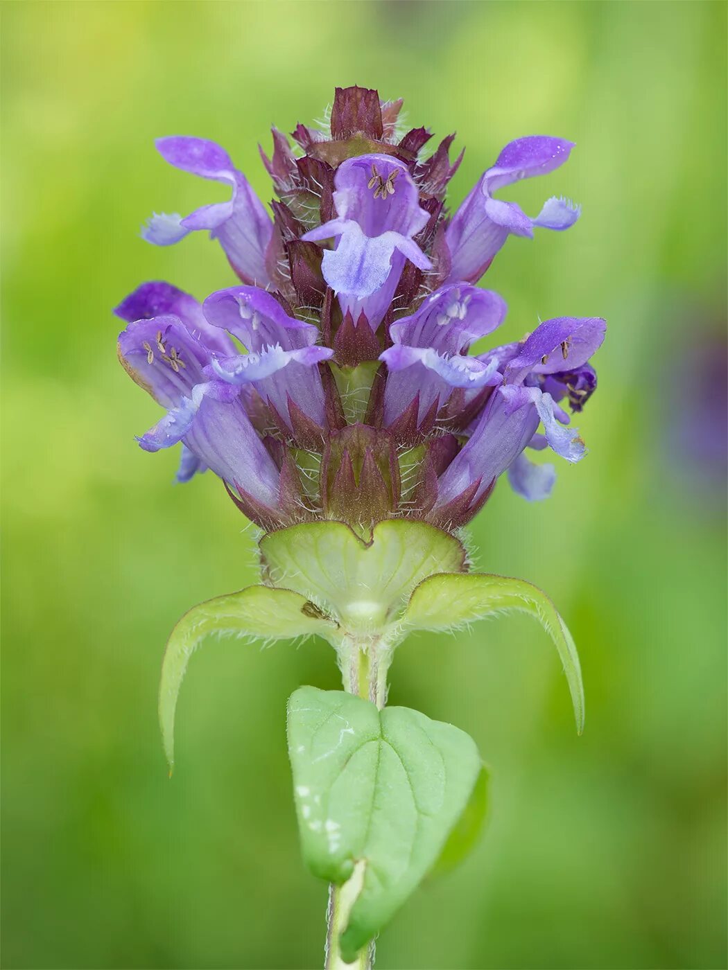 Черноголовка Прунелла обыкновенная. Черноголовка обыкновенная (Prunella vulgaris l.). Черноголовка горлянка. Горлянка обыкновенная.