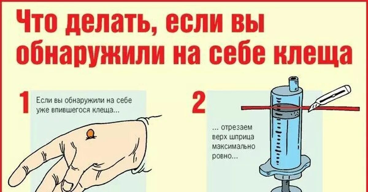 Что делать если обнаружено. Что делать если обнаружили клеща. что делать если обнаружил на себе клеща. что делать если нашел клеща. что делать если вы обнаружили на себе клеща.
