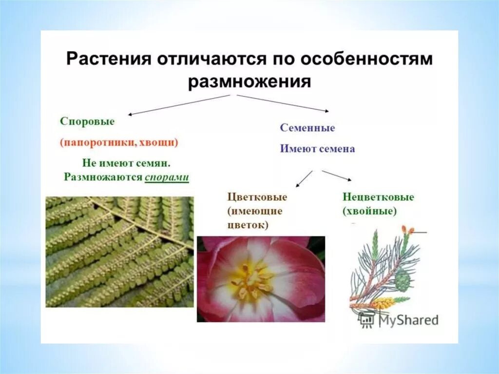 Отличия семени и споры у растений