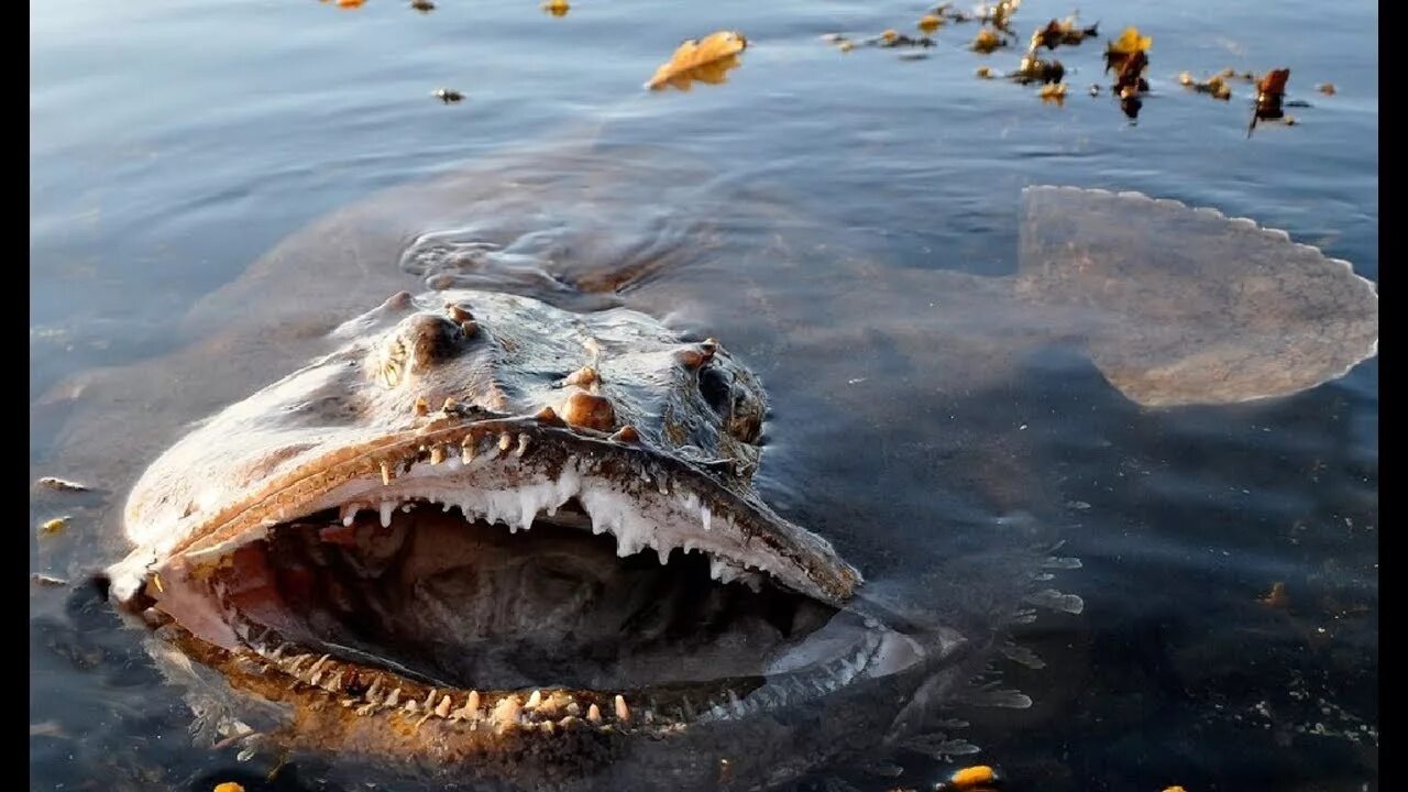 Покажи настоящую картинку. Морской черт в Баренцевом море. Озеро Виктория пираньи. Морской чёрт рыба в Баренцевом море. Страшные морские существа.