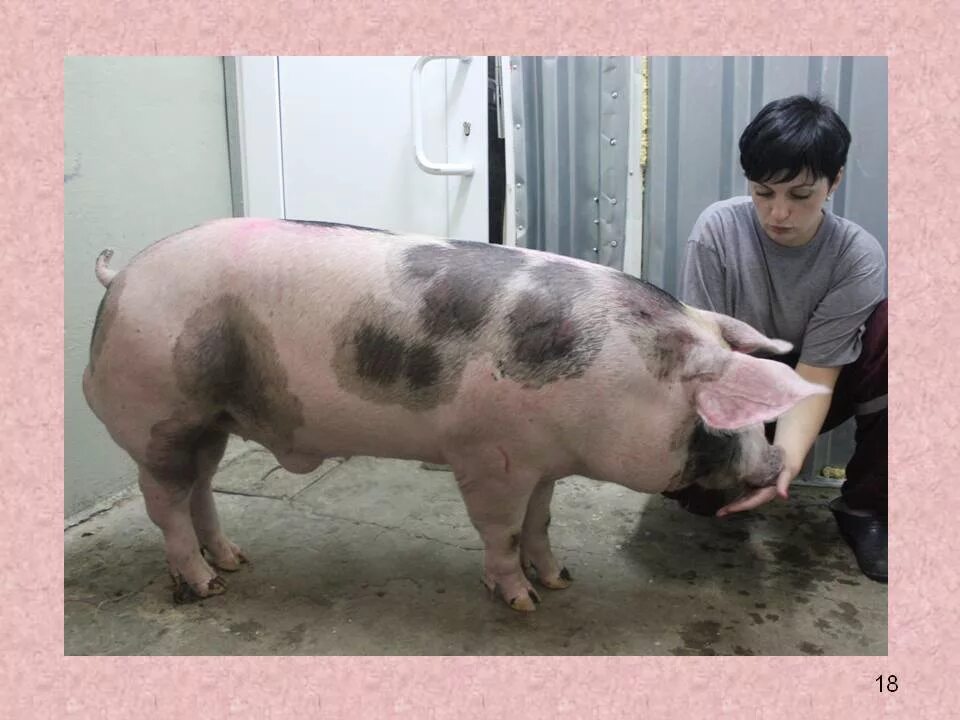 Порода свиней голубевская. Хряк ландрас. Лакомб порода свиней. Ландрас (порода свиней). См-1 порода свиней.