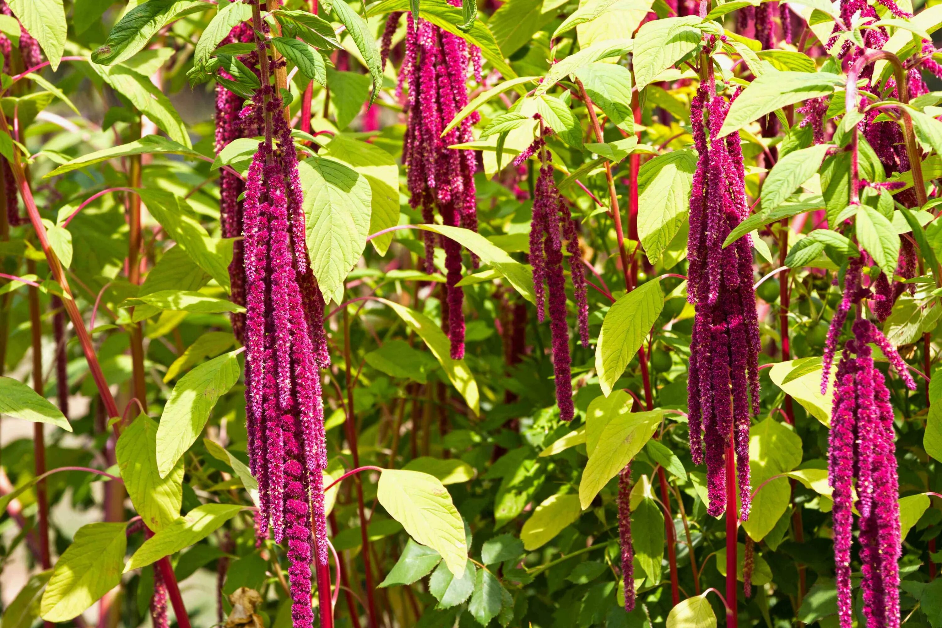 Амарант применение. Амарант хвостатый (amaranthus caudatus). амарант метельчатый цветок. амарант дредлокс. амарант хвостатый красный.