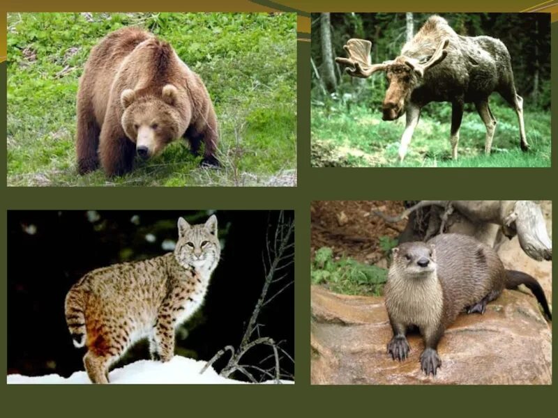 Какие животные в зоне широколиственных лесов. Животные широколиственных лесов Северной Америки. Животный мир смешанных и широколиственных лесов в Северной Америке. Фауна широколиственных лесов. Фауна смешанных и широколиственных лесов Северной Америки.