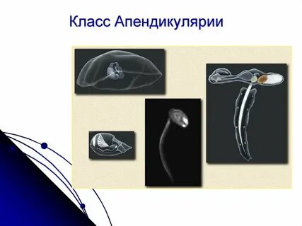Аппендикулярии
