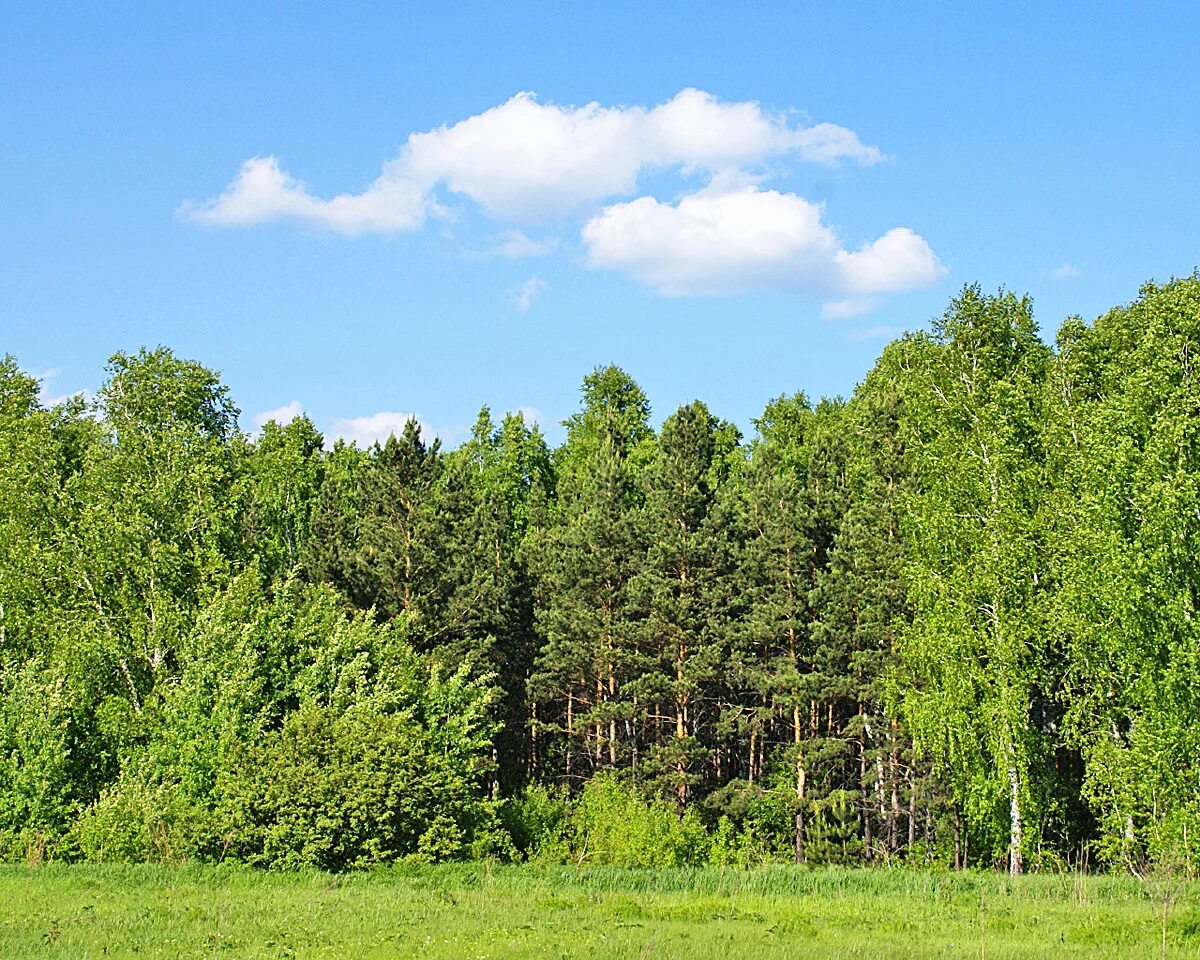 Лесная опушка сбоку. На Лесной опушке. Край леса. Лесной край купить