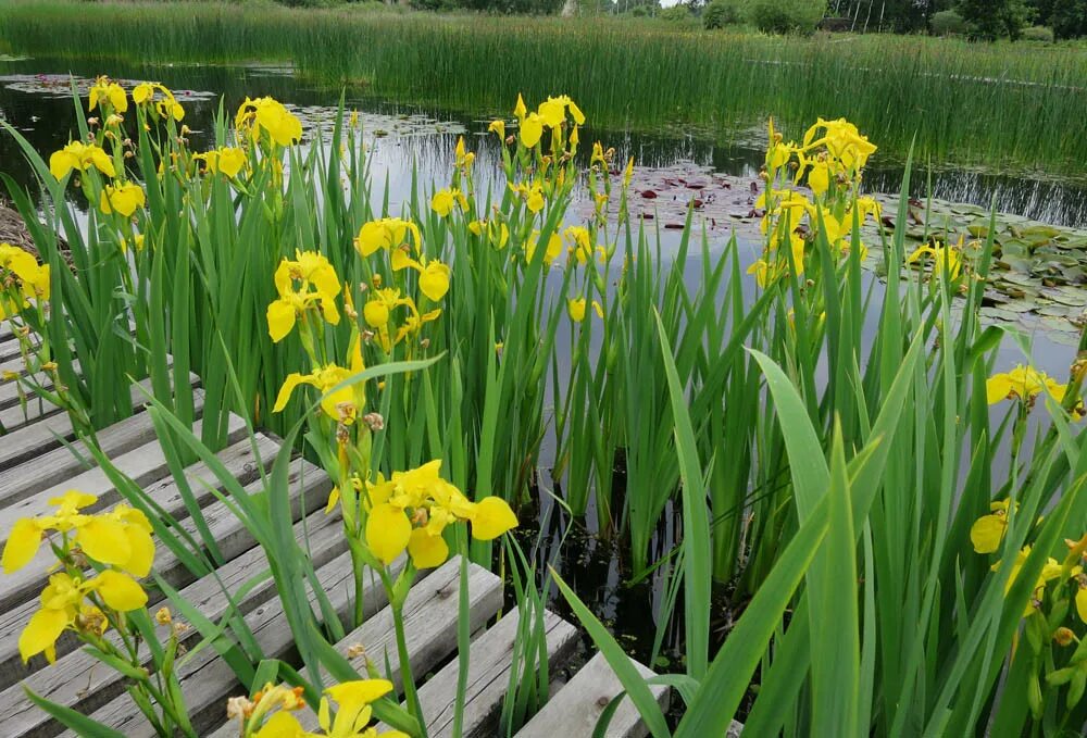 Ирис болотный фото. Ирис болотный. Ирис болотный (Iris pseudacorus `Flore Plena`). Ирис болотный желтый. Ирис ложноаировидный болотный.