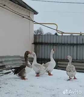 Гуси на племя