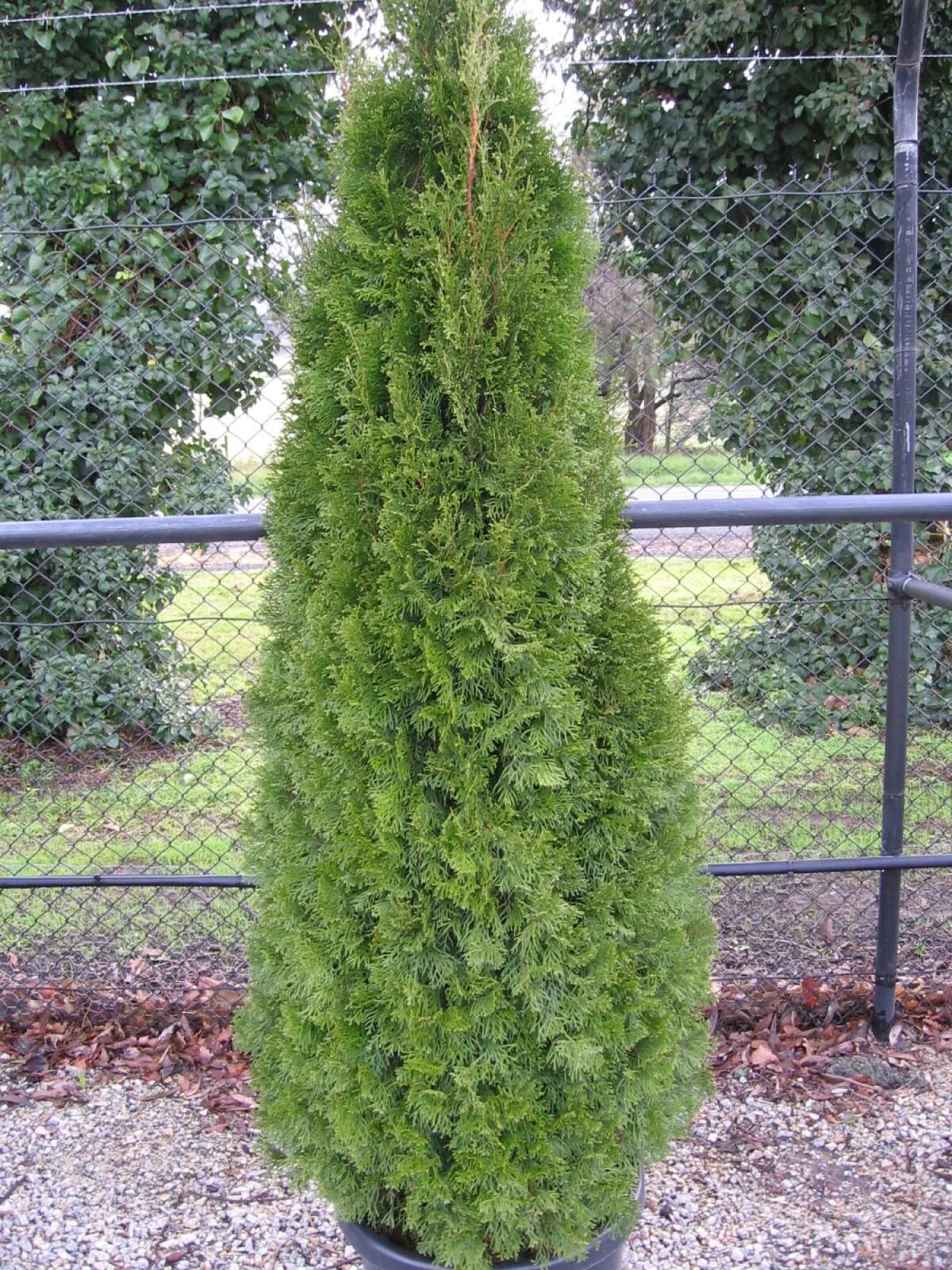 Туя 1 м. Туя 1 м. Туя западная смарагд. Туя западная смарагд (р9). Туя западная smaragd.
