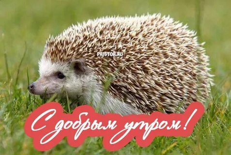 Доброе утро ежик картинки с надписями
