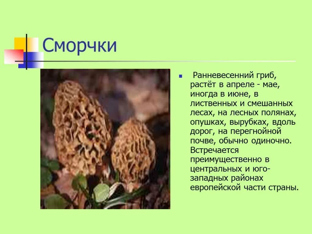 В каком месяце растут сморчки. Гриб строчок и сморчок. Сморчки грибы съедобные. Сморчки грибы строчки грибы. Сморчки грибы несъедобные.