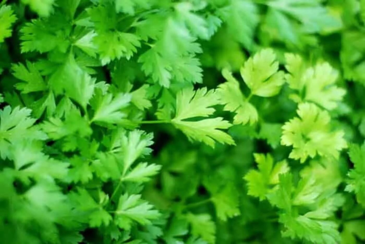 Лист петрушки. Петрушка плосколистная. петрушка огородная. petroselinum crispum.