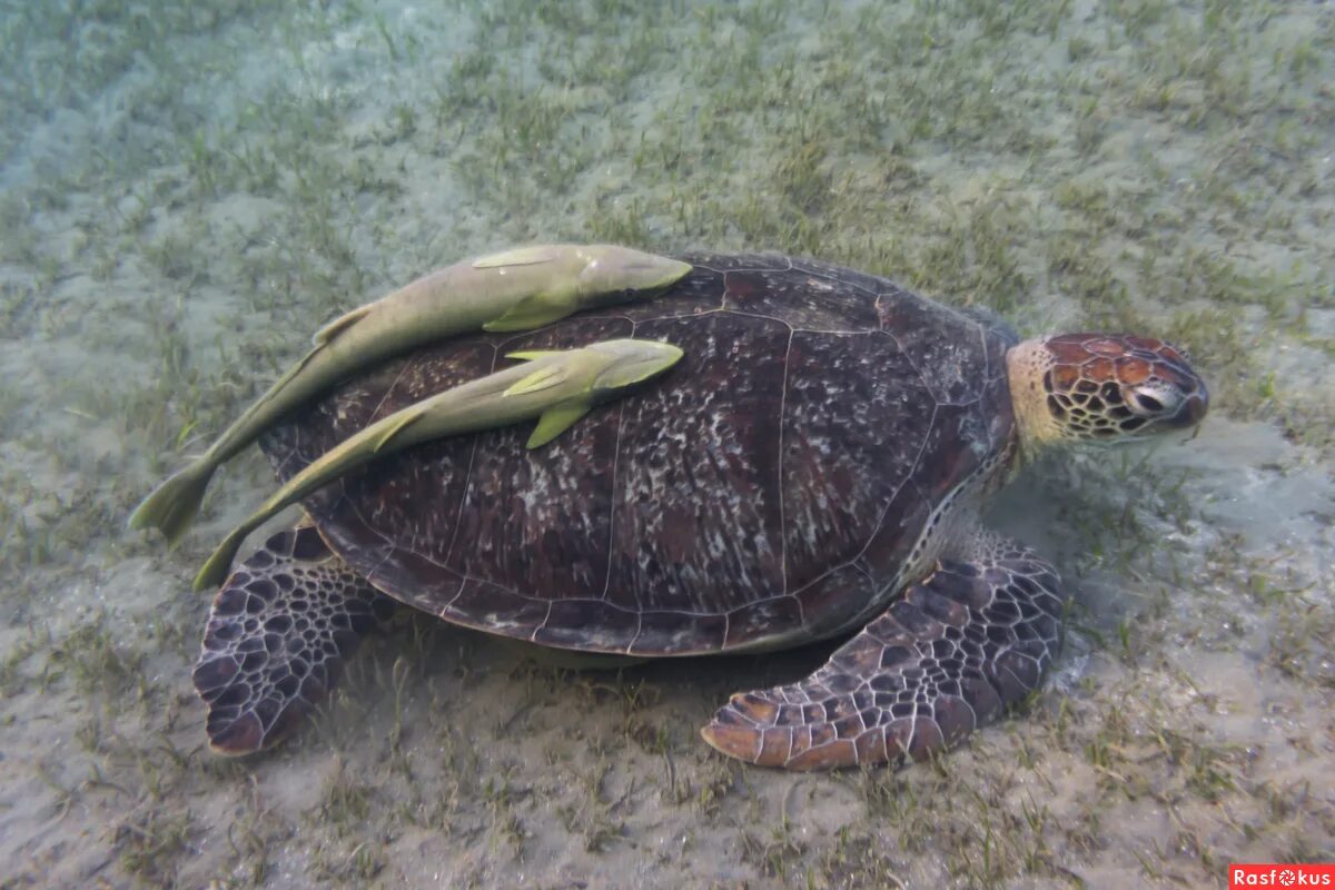 Рыбы морская черепаха. Египетская черепаха. Морская черепаха Египет. Рыба прилипала и морская черепаха. Рыба прилипала.