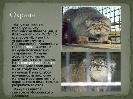 Дикий кот из красной книги манул описание