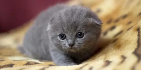 Серый вислоухий котенок