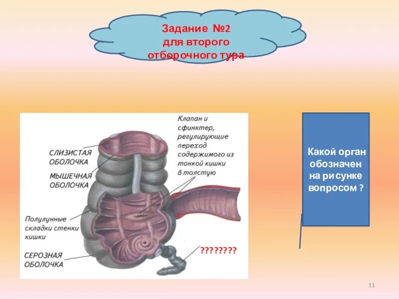 Слепая кишка стенки. Полулунные складки кишки. Складки Толстого кишечника. Полулунные стенки кишки. Полулунные складки толстой кишки.