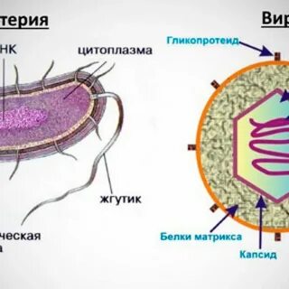 Чем животные отличаются от бактерий и вирусов ImmunoCap.ru