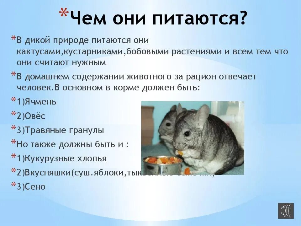 Факты о шиншиллах. Шиншилла смешные факты. Интересные факты о шиншиллах домашних. Шиншилла характеристика. Презентация про шиншиллу.