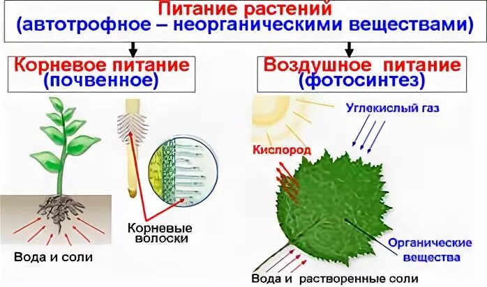 Воздушное питание растений схема. Почвенное Корневое питание растений. Корневое питание растений схема. Питание растений Корневое и воздушное питание. Синонимы термина минеральное питание в ботанике