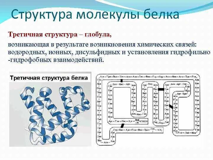 Формы белковых молекул. Глобула это структура белка. Третичная структура белка глобула. Первичная структура белка глобула. Структура белковой молекулы.