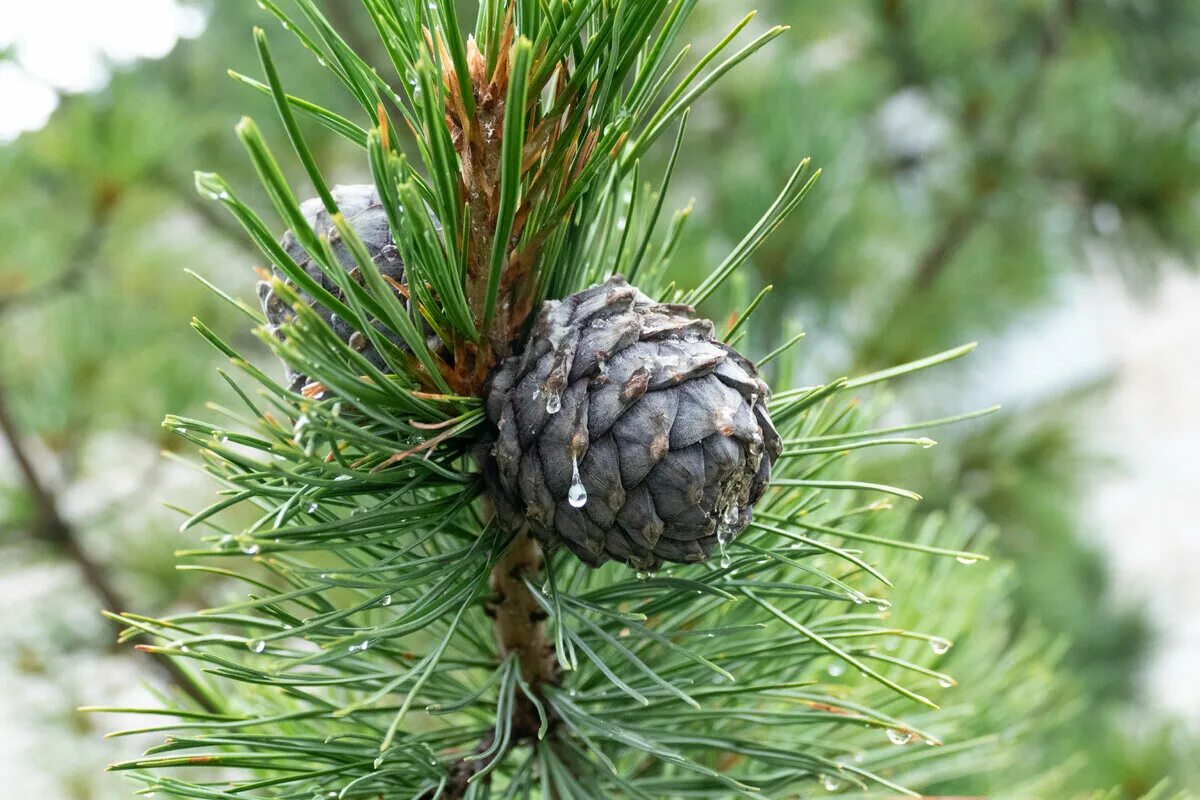 Серебристый кедр. Кедр сибирский pinus sibirica. байкальский кедр. байкальский орех. цвет хвои сосны сибирской.