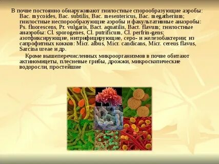 Какой группе относятся микроорганизмы обитающие в почве