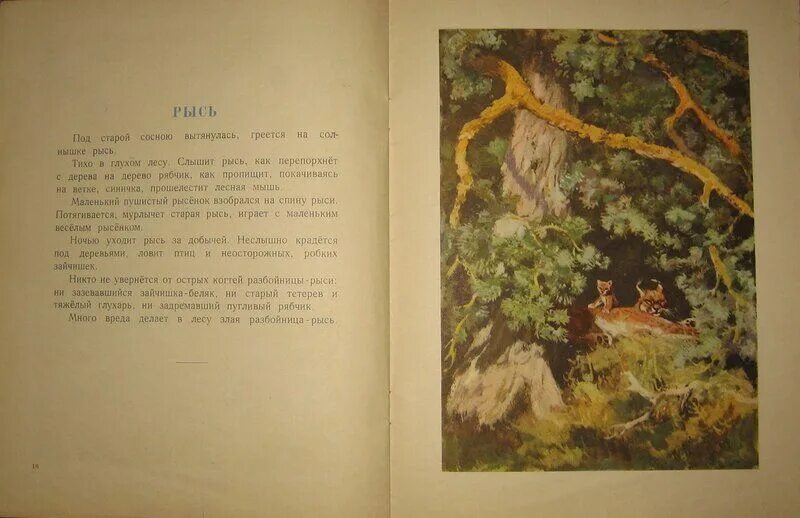 У старой сосны что хотел сказать автор. И Соколов Микитов в глухом лесу. Соколов Микитов Рысь разбойница. Соколов Микитов живет в глухом лесу разбойница Рысь. Логово рыси Соколов Микитов.