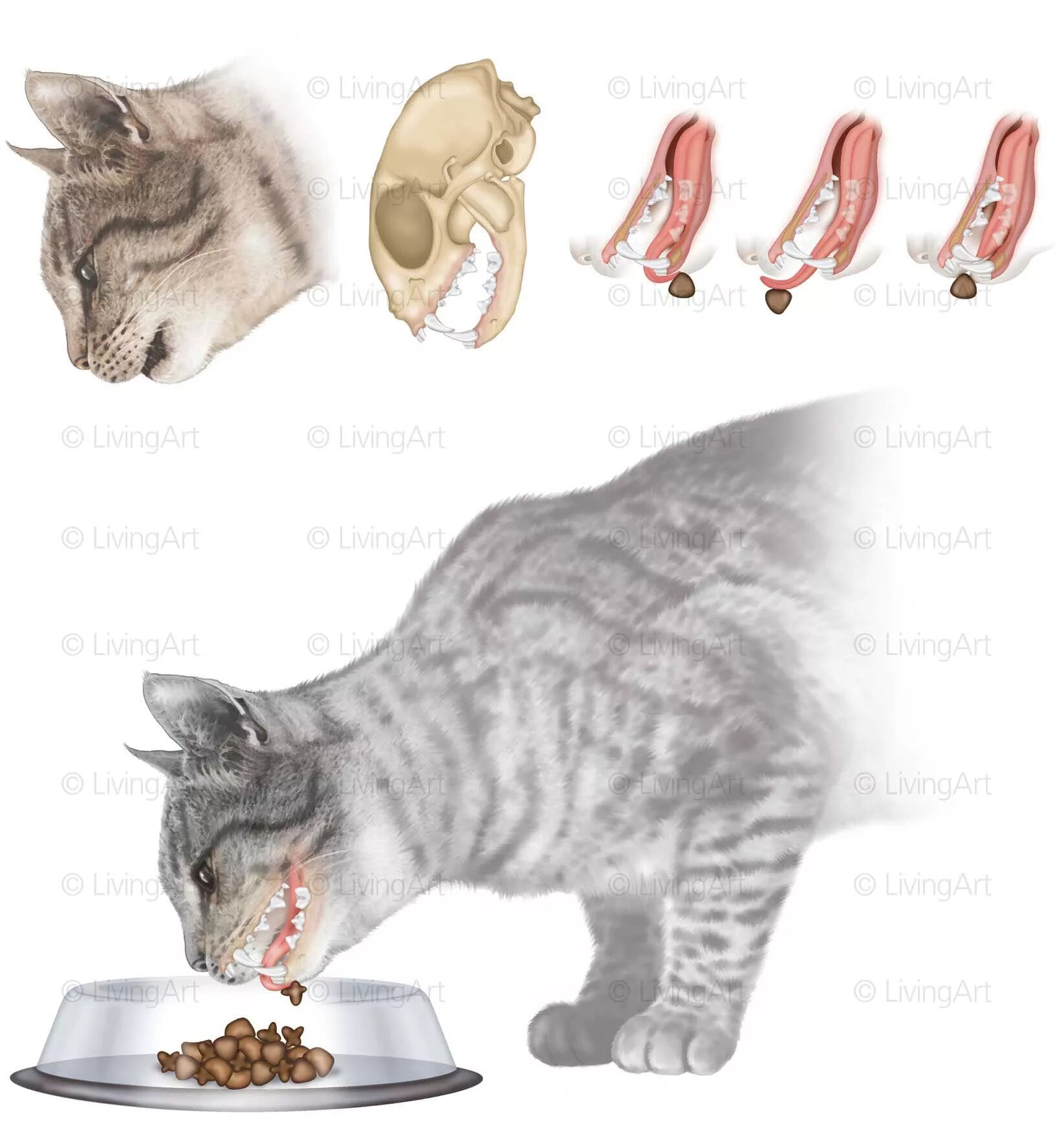 Болезни кормящей кошка. Анатомия кота.