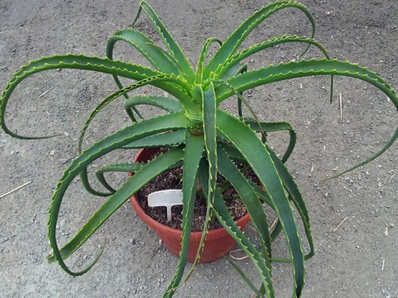 Алоэ древовидное столетник. Алоэ древовидное (Aloe arborescens). Алоэ древовидное (столетник) (Aloe arborescens). Алоэ древовидное столетник в горшке.