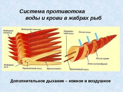 Жабры класс хрящевые рыбы