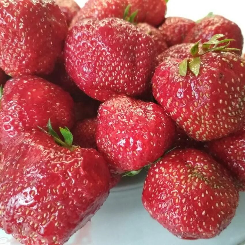 Сорт клубники чамора туруси. Клубника сорт туруси. Сорт клубники чамора туруси. Земляника чамора туруси. Земляника садовая чамора туруси.