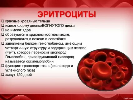 Эритроциты какие тельца