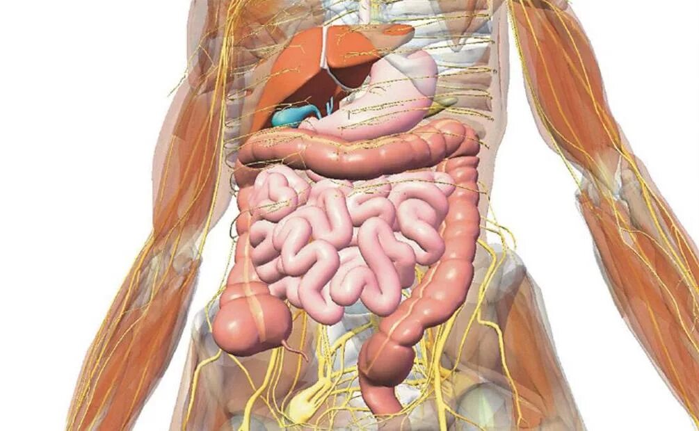 Расположение внутренних органов мужчины в брюшной полости. Анатомия человека внутренние органы аппендикс. Анатомия человека внутренние органы кишечник. Анатомия брюшной полости тонкий кишечник. Организм человека брюшная полость.