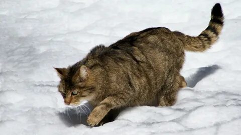 Допустим кошка