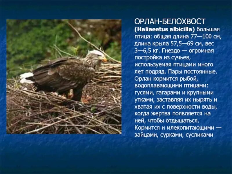 Белохвостый орлан красная книга. Орлан белохвост краткое описание. Орлан-белохвост. Орлан белохвост вологодская область. Орлан-белохвост красная книга.