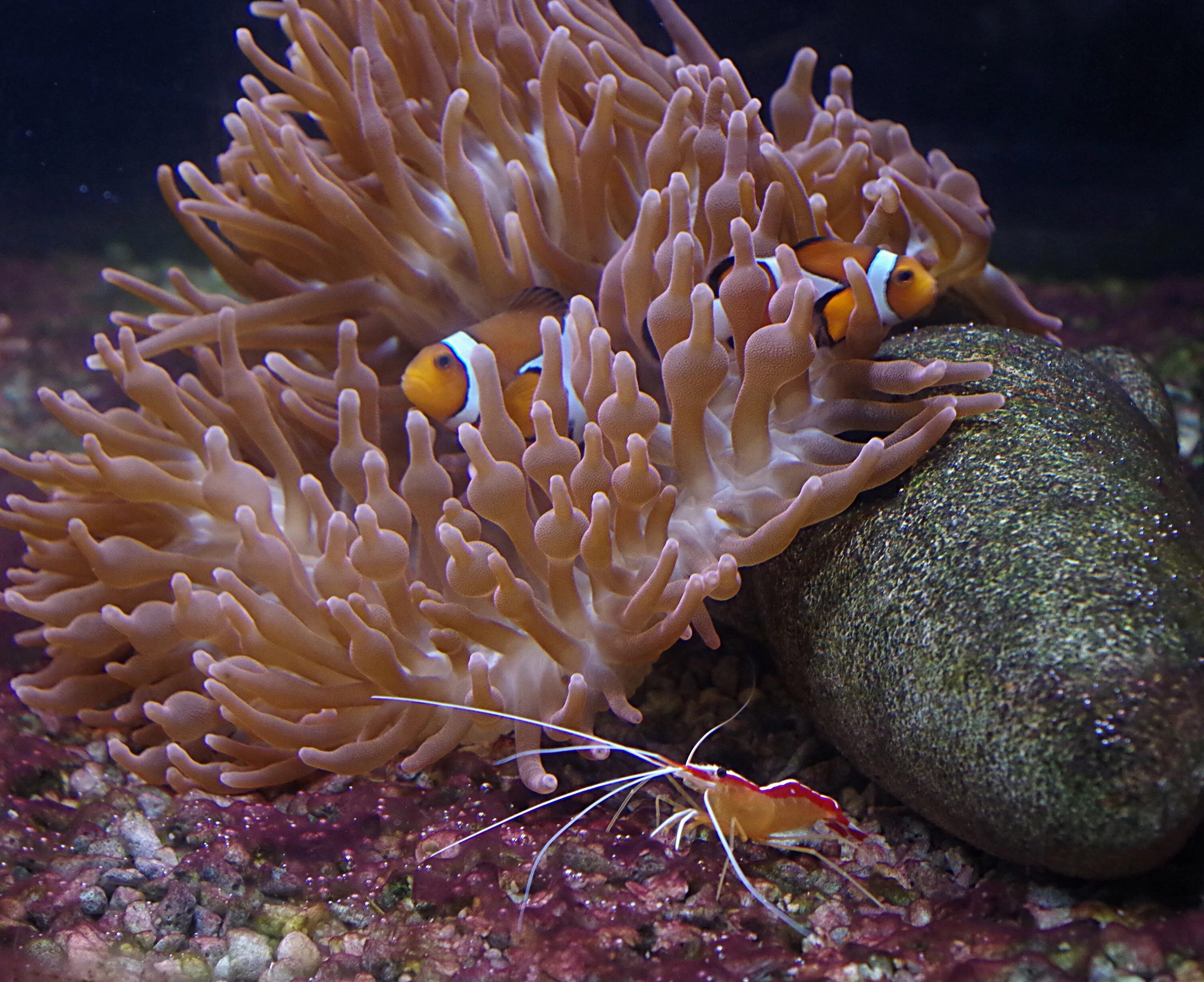 Морская актиния. Коралл актиния. Рыба клоун и актиния симбиоз. Коралловые полипы и рыба клоун.