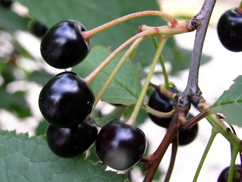 Похож на черную смородину. Черёмуха обыкновенная плоды. Черемуха черная. Черемуха ягода черная. Черемуха обыкновенная черная.